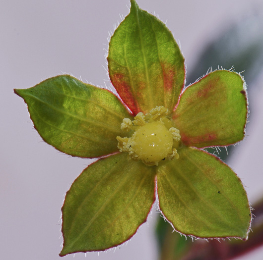 image of Ludwigia octovalvis, Mexican Primose-willow