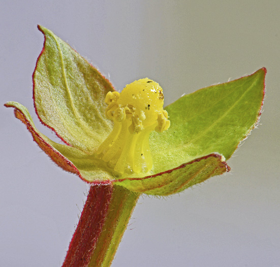 image of Ludwigia octovalvis, Mexican Primose-willow