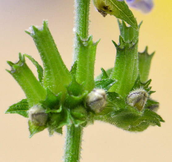 image of Cantinoa mutabilis, Tropical Bushmint