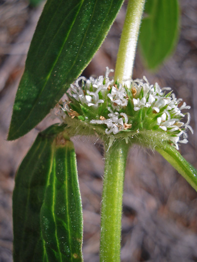 image of Mitracarpus hirtus, Girdle-pod