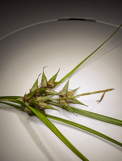 image of Carex intumescens var. fernaldii, Fernald’s Bladder Sedge