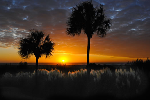 image of Sabal palmetto, Cabbage Palmetto