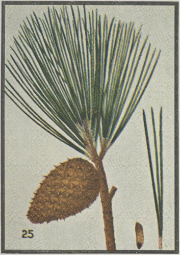 image of Pinus echinata, Shortleaf Pine, Yellow Pine, Rosemary Pine