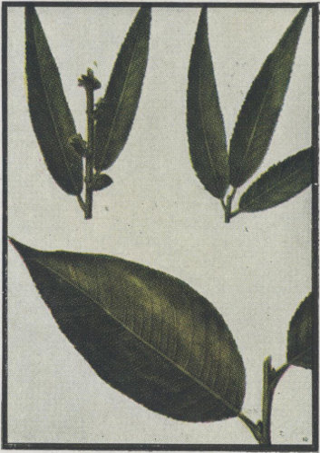 image of Salix nigra, Black Willow