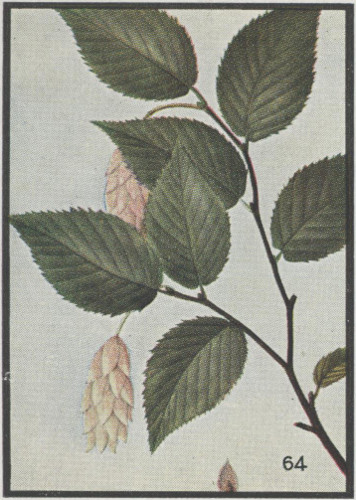 image of Ostrya virginiana, American Hop-hornbeam, Ironwood, Eastern Hop-hornbeam, Leverwood