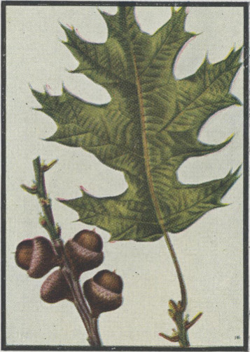 image of Quercus velutina, Black Oak