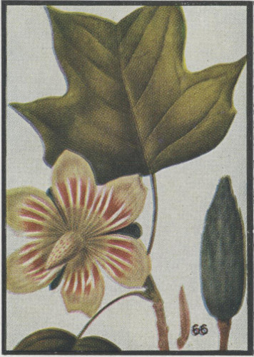 image of Liriodendron tulipifera var. tulipifera, Tulip-tree, Yellow Poplar, Whitewood