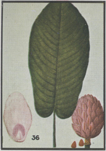 drawing of Magnolia macrophylla, Bigleaf Magnolia, Large-leaved Magnolia, Umbrella Tree