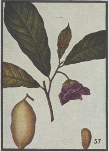 image of Asimina triloba, Common Pawpaw, Indian-banana