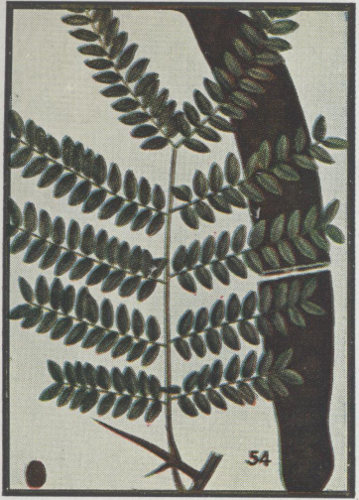 image of Gleditsia triacanthos, Honey Locust