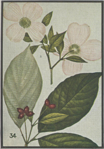 image of Benthamidia florida, Flowering Dogwood