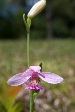 image of Pogonia ophioglossoides, Rose Pogonia, Snakemouth Orchid, Beardflower, Addermouth