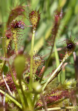 image of Drosera intermedia, Water Sundew, Spoonleaf Sundew