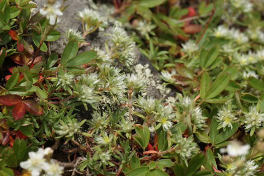 image of Paronychia argyrocoma, Silverling, Silver Whitlow-wort, Silvery Nailwort