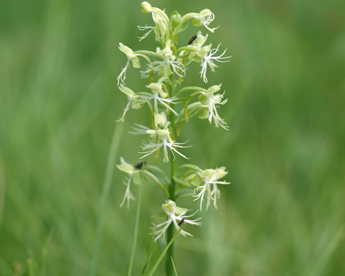 image of Platanthera lacera, Ragged Fringed Orchid, Green Fringed Orchid, Ragged Orchid