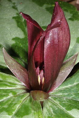 image of Trillium decumbens, Decumbent Trillium, Trailing Trillium