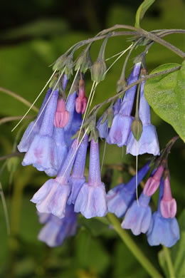 image of Mertensia virginica, Virginia Bluebells, Virginia Cowslip