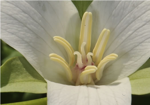 image of Trillium flexipes, Bent Trillium, Bent White Trillium, Bentstalk Trillium, Drooping Trillium