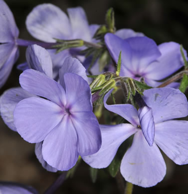 image of Phlox divaricata var. laphamii, Western Blue Phlox