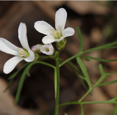 image of Cardamine dissecta, Dissected Toothwort, Fineleaf Toothwort, Forkleaf Toothwort