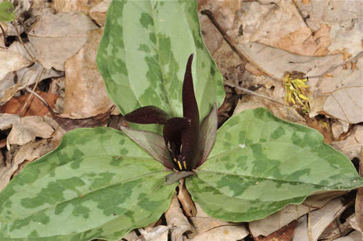 image of Trillium decumbens, Decumbent Trillium, Trailing Trillium