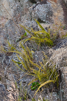 image of Astrolepis sinuata ssp. sinuata, Wavy Cloak Fern, Wavy Scaly Cloak Fern