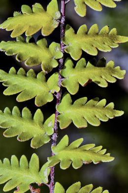 image of Astrolepis sinuata ssp. sinuata, Wavy Cloak Fern, Wavy Scaly Cloak Fern