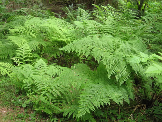 image of Athyrium angustum, Northern Lady Fern