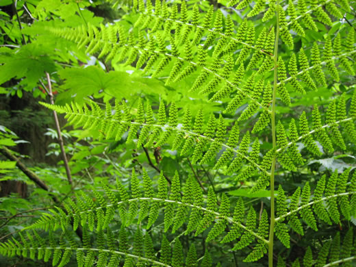 image of Athyrium angustum, Northern Lady Fern