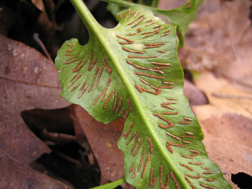 image of Asplenium rhizophyllum, Walking Fern