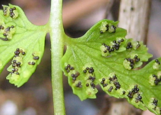 image of Cystopteris fragilis, Fragile Fern, Brittle Fern, Brittle Bladder Fern