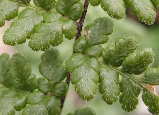 image of Myriopteris lanosa, Hairy Lipfern