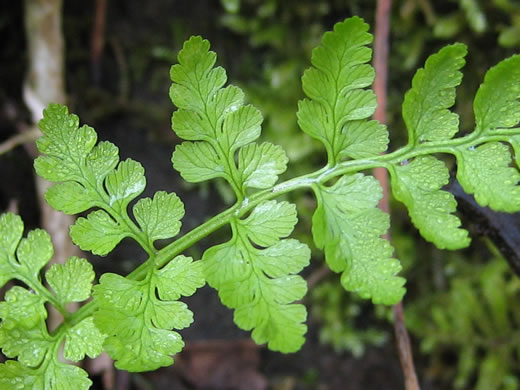 image of Cystopteris protrusa, Lowland Bladder Fern, Spreading Bladder Fern