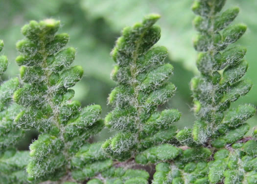 image of Myriopteris tomentosa, Woolly Lipfern