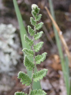 image of Myriopteris tomentosa, Woolly Lipfern