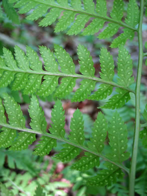 image of Dryopteris carthusiana, Spinulose Woodfern, Toothed Woodfern