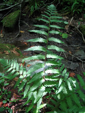 image of Dryopteris celsa, Log Fern