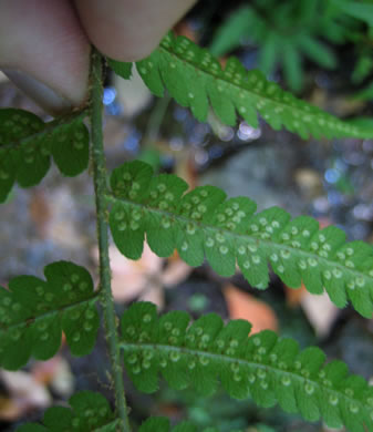 image of Dryopteris celsa, Log Fern