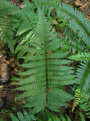 image of Dryopteris celsa, Log Fern