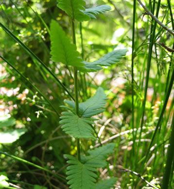 image of Dryopteris cristata, Crested Woodfern, Crested Shield-fern