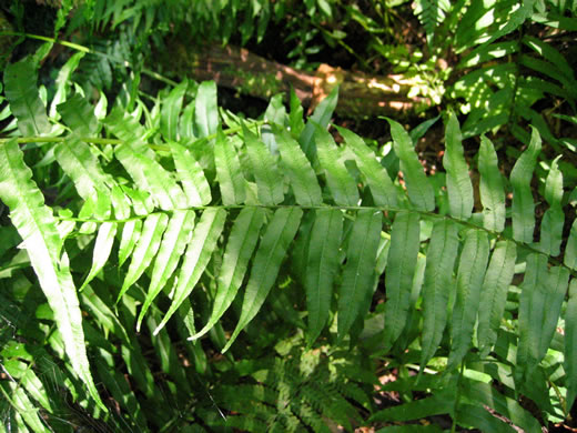 image of Diplaziopsis pycnocarpa, Glade Fern