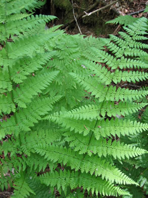 image of Dryopteris intermedia, Evergreen Woodfern, Fancy Fern, Intermediate Woodfern