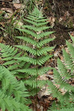 image of Dryopteris intermedia, Evergreen Woodfern, Fancy Fern, Intermediate Woodfern