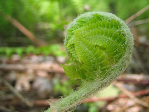 image of Osmundastrum cinnamomeum, Cinnamon Fern