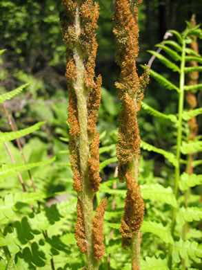 image of Osmundastrum cinnamomeum, Cinnamon Fern