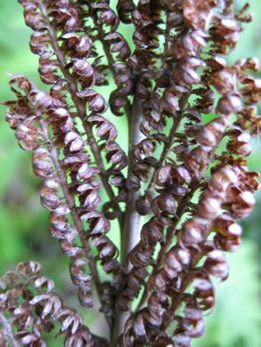 image of Onoclea sensibilis, Sensitive Fern, Bead Fern