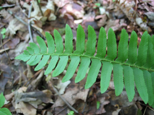 image of Polystichum acrostichoides, Christmas Fern