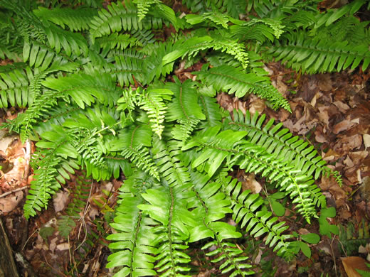 image of Polystichum acrostichoides, Christmas Fern