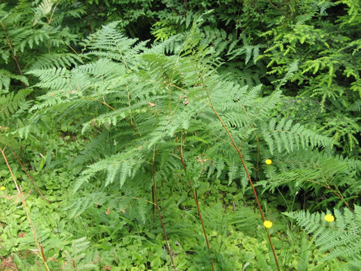 image of Pteridium latiusculum, Eastern Bracken, Brake