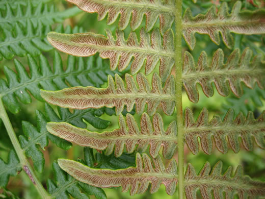 image of Pteridium pseudocaudatum, Southern Bracken